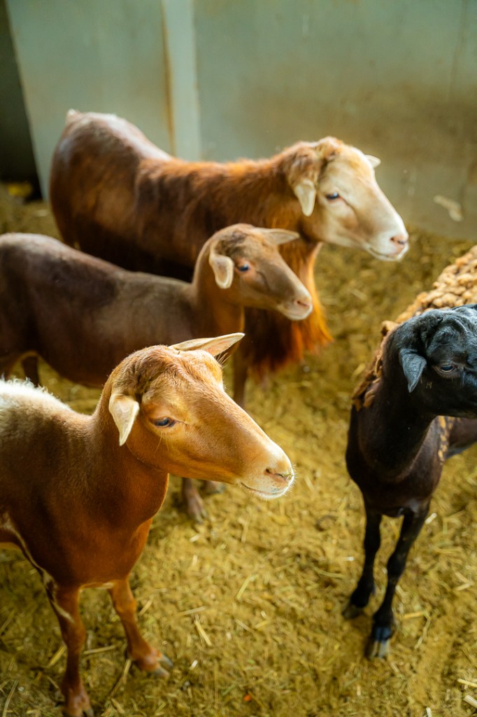 Animales en Villa Martha