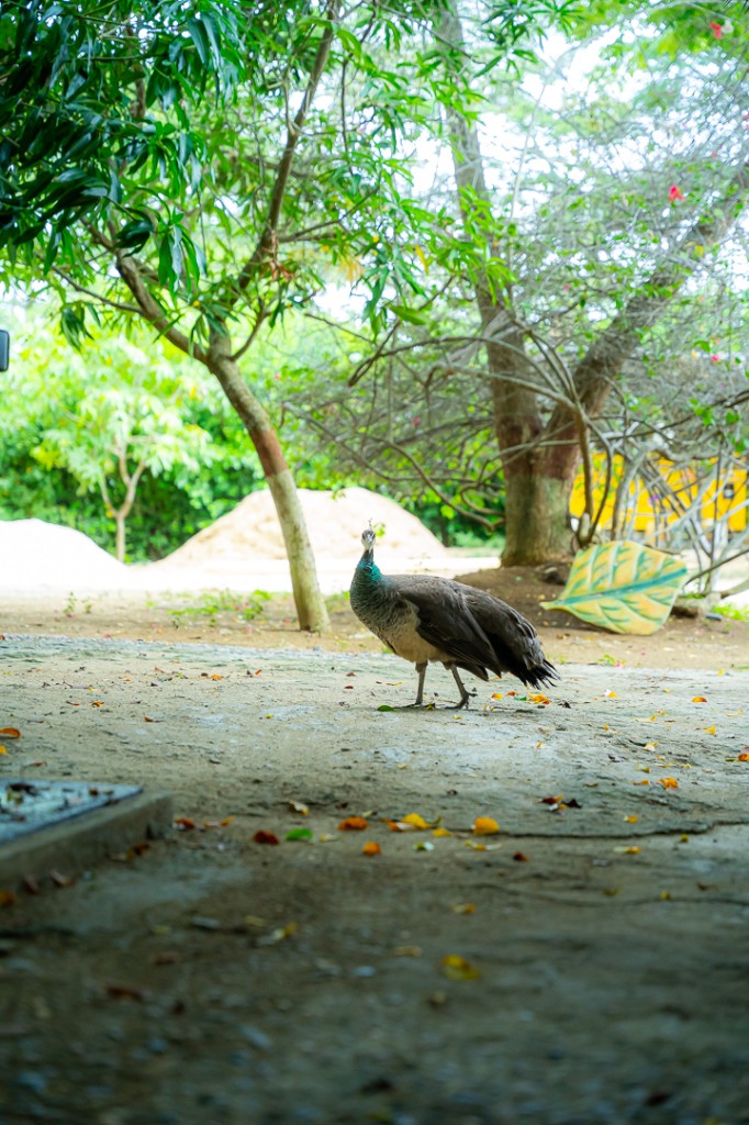 Naturaleza en Villa Martha